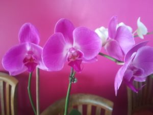 orchidée Réunion location saisonnière